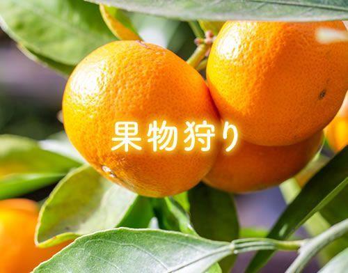 画像：果物狩り