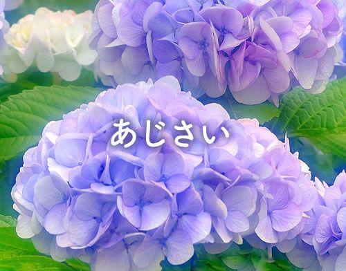 あじさいの開花情報へ